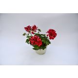 BRŠLJANKA POLNJENE BRŠLJANKE MIX L12