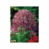 POMLADI CVETOČA ČEBULICA HOLLAND BULB MARKET ALLIUM CHRISTOPHII 12/14 3KOS