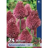 POMLADI CVETOČA ČEBULICA HOLLAND BULB MARKET ALLIUM SPHAEROCEPHALON 5/6 25KOS