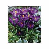 POMLADI CVETOČA ČEBULICA HOLLAND BULB MARKET CROCUS FLOWER RECORD 7/8 10KOS