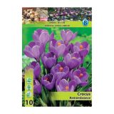 POMLADI CVETOČA ČEBULICA HOLLAND BULB MARKET CROCUS REMEMBRANCE 7/8 10 KOS