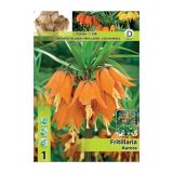 POMLADI CVETOČA ČEBULICA HOLLAND BULB MARKET FRITILLARIA AURORA 20/22 1 KOS
