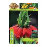 POMLADI CVETOČA ČEBULICA HOLLAND BULB MARKET FRITILLARIA RUBRA 20/22 1 KOS