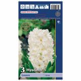 POMLADI CVETOČA ČEBULICA HOLLAND BULB MARKET HIACINTA SINGLE LOUVRE 15/16 3KOS