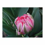 POMLADI CVETOČA ČEBULICA HOLLAND BULB MARKET TULIPAN DVOJNI FLASH POINT 11/12 10 KOS