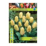 POMLADI CVETOČA ČEBULICA HOLLAND BULB MARKET TULIPAN GREIGII ALBION STAR 11/12 5 KOS