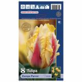 POMLADI CVETOČA ČEBULICA HOLLAND BULB MARKET TULIPAN KAUFMANIA ZAMPA PARROT 11/12 8KOS
