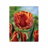 POMLADI CVETOČA ČEBULICA HOLLAND BULB MARKET TULIPAN PARROT BLUMEX 11/12 8KOS