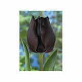 POMLADI CVETOČA ČEBULICA HOLLAND BULB MARKET TULIPAN THRIUMPH RONALDO 11/12 10KOS