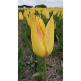POMLADI CVETOČA ČEBULICA HOLLAND BULB MARKET TULIPAN TRIUMPH MOZIRSKI GAJ 5 KOS