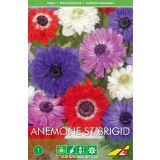 POMLADI CVETOČA ČEBULICA LEFEBER ANEMONA ST.BRIGIT 20 KOS