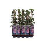 POPENJAVKA OKRASNI SROBOT