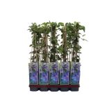 POPENJAVKA OKRASNI SROBOT