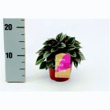 PEPEROMIJA POPROVKA NAPOLI NIGH L12