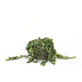 POPROVKA PROSTRATA L11 CM