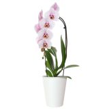 PE NOTRANJI LONEC PORTO ORHIDEJA BEL 12.5CM