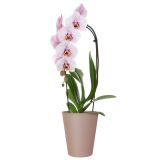 PE NOTRANJI LONEC PORTO ORHIDEJA TAUPE 12.5CM