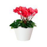 PE NOTRANJI LONEC PORTO SKLEDA BELA 20CM