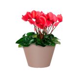 PE NOTRANJI LONEC PORTO SKLEDA TAUPE 20CM