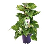 POTOS AUREUM OVIT NA PALICI L15