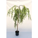 LISTAVEC POVEŠAVA BREZA L22