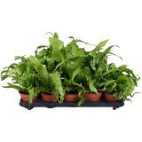 PRAPROT ASPLENIUM MIX L12