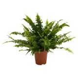 PRAPROT GREEN LADY L12