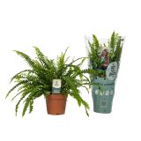 PRAPROT NEFROLEPSIS L12 CM