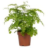 PRAPROT SOBNA ADIANTUM FRAGRANS L12 CM