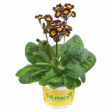 PRIMULA VOLMARY VERIS VICTORIANA L13