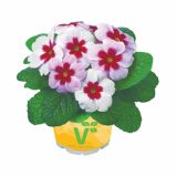 PRIMULA VOLMARY VULGARIS JUPITER L11