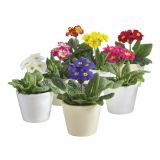 PRIMULA X ELATIOR INARA STEBELNA L13