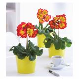 PRIMULA X ELATIOR INARA STEBELNA L13