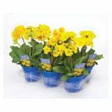 PRIMULA X ELATIOR INARA STEBELNA L13