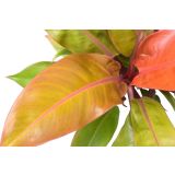 FILODENDRON PRINCE OF ORANGE L12