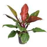FILODENDRON PRINCE OF ORANGE L21