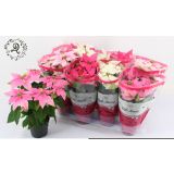 BOŽIČNA ZVEZDA PRINCETTIA MIX L12 CM