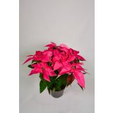 BOŽIČNA ZVEZDA PRINCETTIA MIX L12 CM