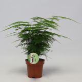 ASPARAGUS PUHASTI L12