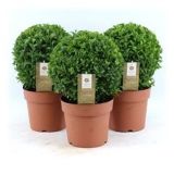 PUŠPAN KROGLA 20 CM L17