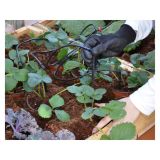 RASTLINJAK GLORY 8X8 + KOVINSKA POLICA + KOMPLET ZA KAPLJIČNO NAMAKANJE