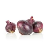 ČEBULA L'ORTO FRUTTIFERO RDEČA 9/1 DI MILANO KULTIPAK