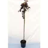 LISTAVEC RDEČELISTNA BUKEV L32