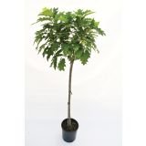 LISTAVEC RDEČI HRAST 'HAAREN' L24