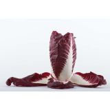 LISTNA ZELENJAVA L'ORTO FRUTTIFERO RDEČI RADIČ 8/1 ROSSO DI VERONA KULTIPAK