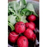 KORENOVKE L'ORTO FRUTTIFERO REDKVICA RUDOLF 8/1 TONDO ROSS OKULTIPAK