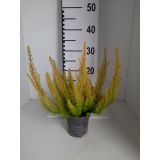 JESENSKA VRESA ALBERTS GOLD L11