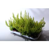 JESENSKA VRESA ALBERTS GOLD L13