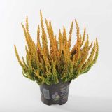 RESA CALLUNA GARDEN GIRLS ZETA L12