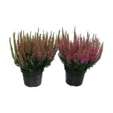 RESA CALLUNA MERLYN L12